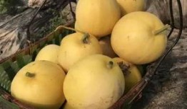 健行吃瓜,探寻健康生活与快乐分享的完美融合