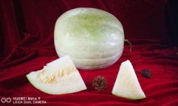圆白瓜怎么吃