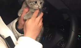 吃瓜小猫背影头像,窥探网络潮流的可爱身影