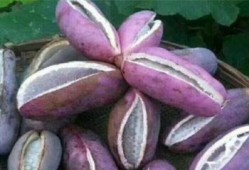 老人吃八月瓜视频大全,老人们共享的甜蜜回忆