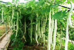 被罚吃蛇瓜,一场奇异的惩罚与反思之旅