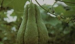 吃瓜书名,吃瓜群众眼中的娱乐圈风云录