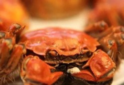 大闸蟹可以吃籽瓜吗,美味搭配的饮食探索