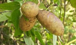 吃云南八月瓜,夏日里的甜蜜探险之旅