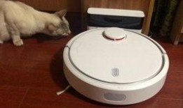 暹罗猫吃瓜,瓜果飘香中的悠闲时光