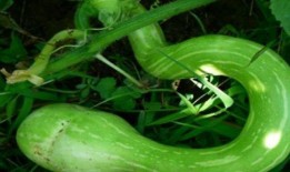 被罚吃蛇瓜,一场奇异的惩罚与反思之旅