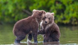 吃瓜小熊原视频,揭秘网络红人的爆红之路