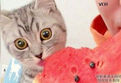 猫咪在吃瓜,萌宠美食瞬间捕捉