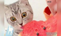 猫咪在吃瓜,萌宠美食瞬间捕捉