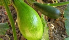 方瓜花芯怎么吃,方瓜花芯的独特食用方法揭秘