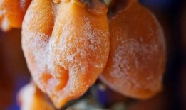 小楠瓜吃柿饼视频