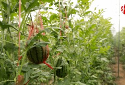 桓台吃瓜事件,一场引发社会热议的“瓜农维权”风波