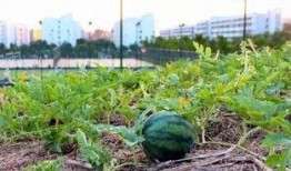 吃瓜教室,揭秘娱乐圈幕后真相，带你走进明星生活