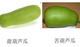 感冒可以吃葫芦瓜吗,感冒期间的天然食疗佳品