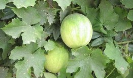 吃了洋瓜后吃叶酸可以吗