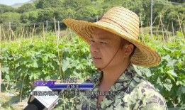 湾区吃瓜群众,揭秘娱乐圈幕后风云