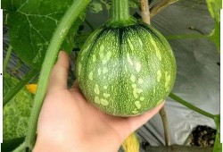 小黄小绿吃瓜,小黄小绿瓜田奇遇记