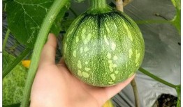 小黄小绿吃瓜,小黄小绿瓜田奇遇记