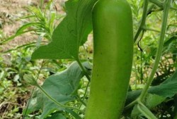 瓠子瓢瓜怎么吃,瓠子瓢瓜的多样食法探索