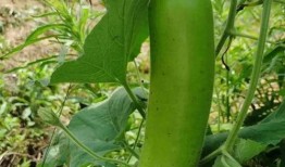 瓠子瓢瓜怎么吃,瓠子瓢瓜的多样食法探索