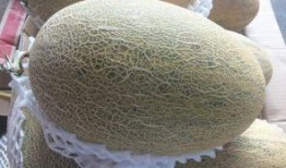 吃哈密瓜头变哈密瓜,揭秘哈密瓜头变哈密瓜的神奇现象