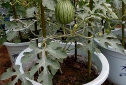 瓜出芽可以吃吗,能否安全食用揭秘