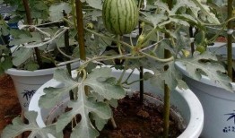 瓜出芽可以吃吗,能否安全食用揭秘