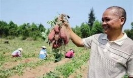 儋州人民吃瓜,探寻儋州人民独特的“吃瓜”文化