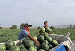 薄冰吃瓜,揭秘娱乐圈背后的秘密与真相