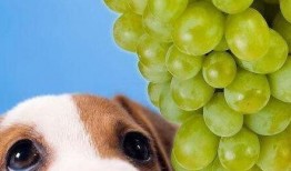 狗可以吃葵瓜