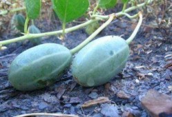 可以吃的野生瓜,探寻大自然的馈赠与美味