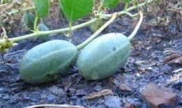 可以吃的野生瓜,探寻大自然的馈赠与美味