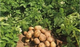 孕妇梦到吃茭瓜,茭瓜美食背后的寓意