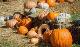 举人吃瓜,揭秘古代文人雅士的休闲生活