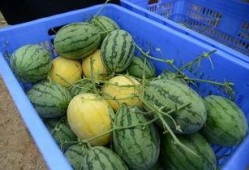 QQ各种吃瓜群,揭秘网络社交圈的“瓜田”盛景