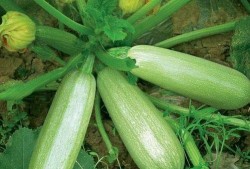 吃中药能吃茭瓜