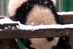 吃瓜小熊椰树,一场甜蜜的夏日邂逅