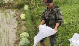 社区干部吃瓜,揭秘基层干部的日常生活与心态