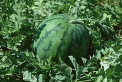 带着吃瓜,揭秘娱乐圈背后的故事