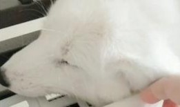 带你吃瓜狐狸,带你领略“吃瓜狐狸”的独特魅力