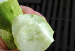 吃白玉瓜能减肥,轻松享瘦，美味相伴