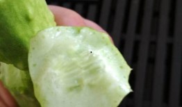 吃白玉瓜能减肥,轻松享瘦，美味相伴