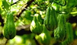 大能的吃瓜日记,揭秘娱乐圈幕后风云