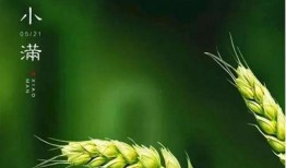 小满吃瓜是什么,探寻传统节气中的美食文化