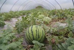 西瓜大棚摘瓜吃,西瓜摘瓜食趣记