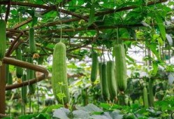 全图吃瓜,揭秘娱乐圈那些不为人知的幕后故事