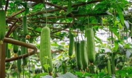 全图吃瓜,揭秘娱乐圈那些不为人知的幕后故事