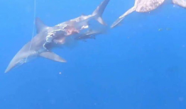 鲨鱼吃瓜整个小鱼视频,惊心动魄的海洋猎杀瞬间