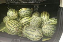 爆料带凳吃瓜,网络爆红现象背后的故事