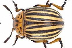 甲虫可以吃瓜吗,揭秘它们对瓜果的喜爱之谜